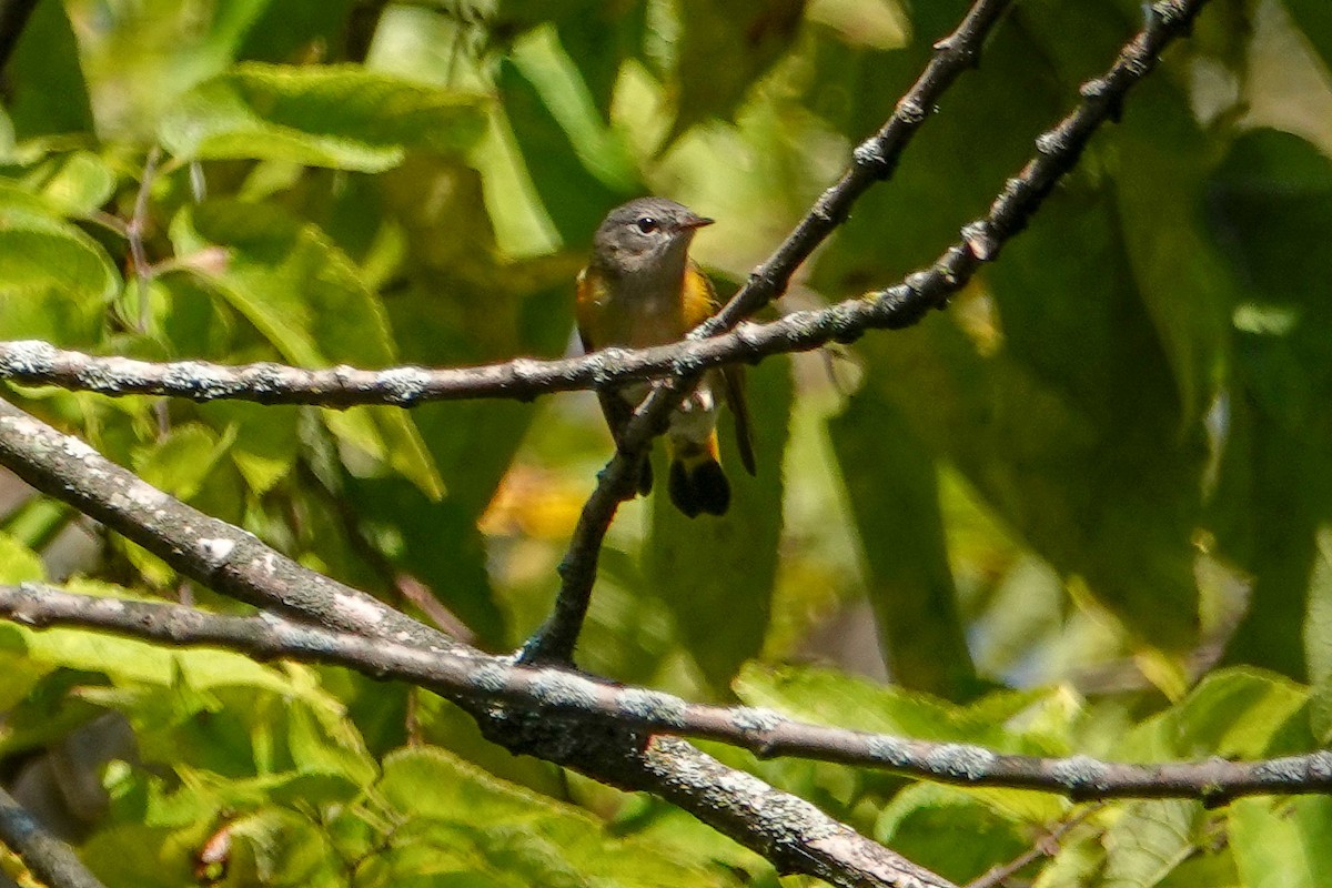 American Redstart - ML265714591