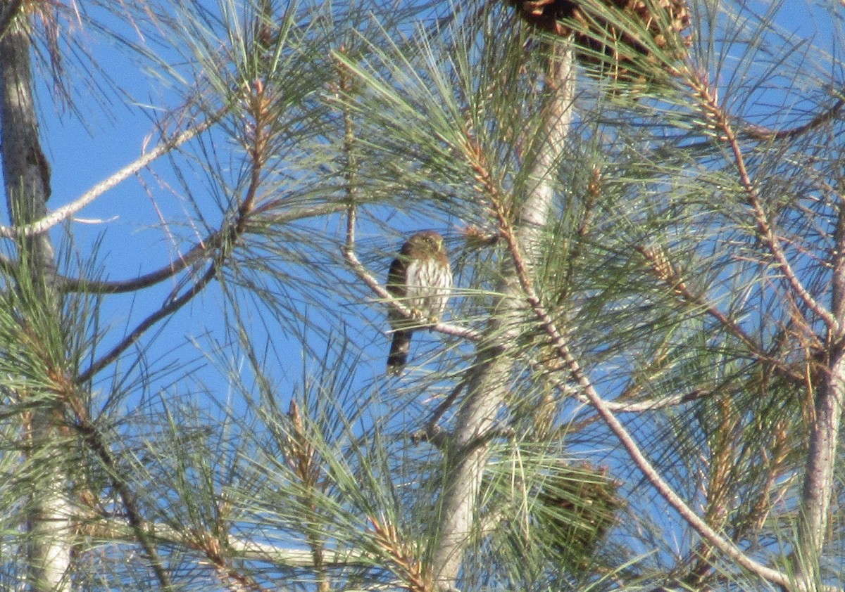 Northern Pygmy-Owl - ML265715211