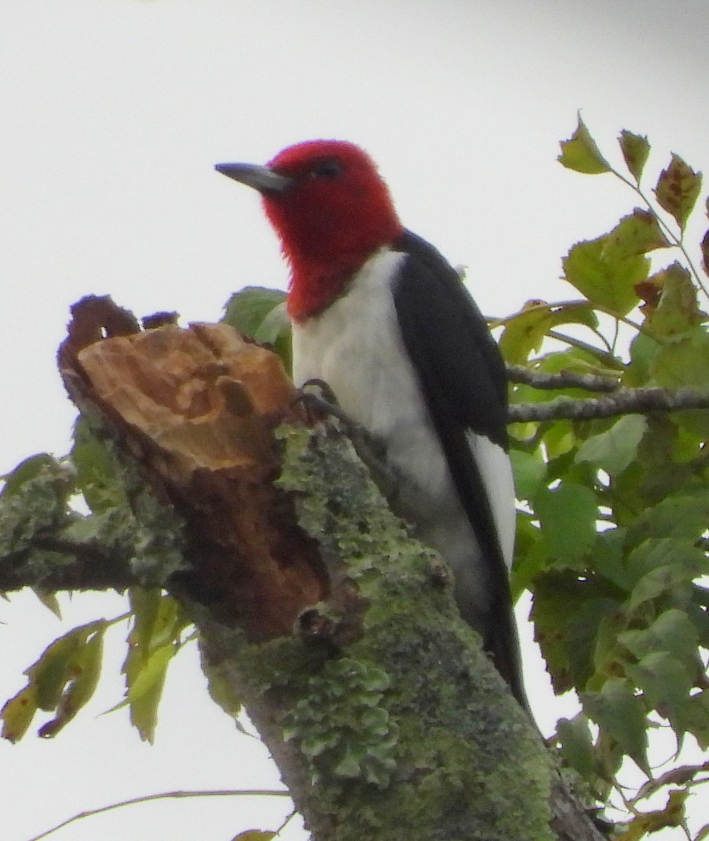 Red-headed Woodpecker - ML265715581