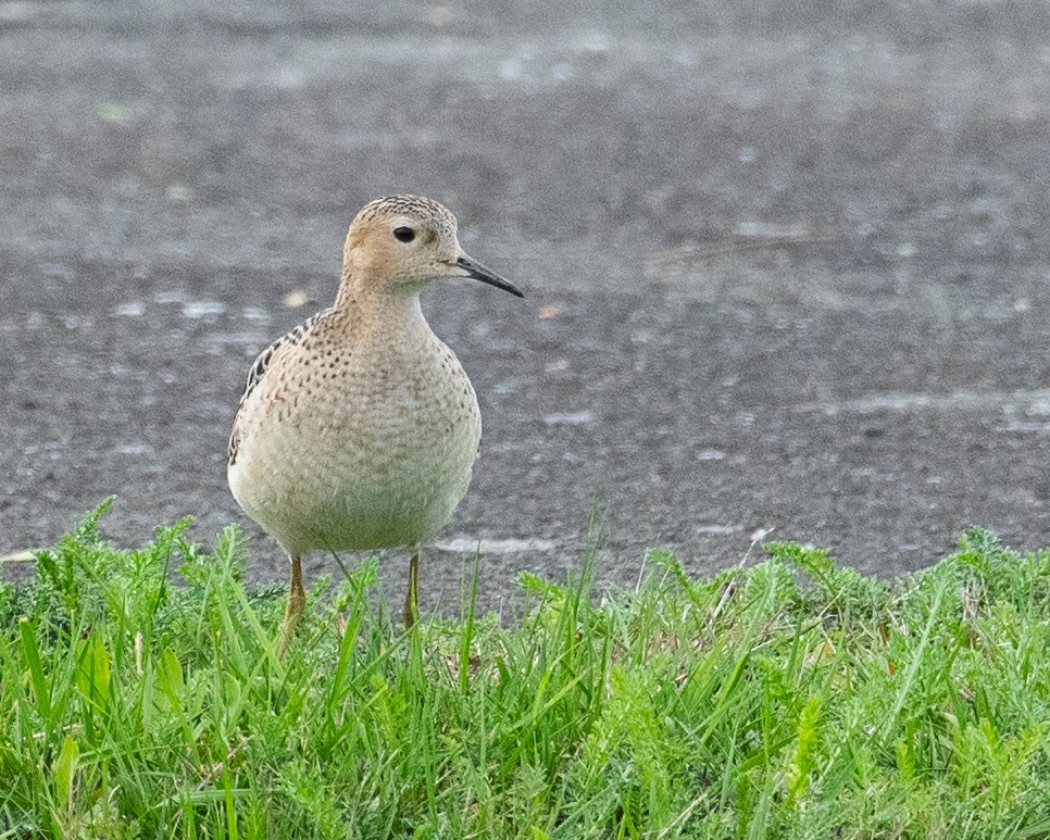 Buff-breasted Sandpiper - ML265715621