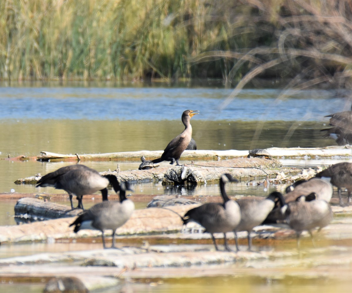 Cormorán Orejudo - ML265715861