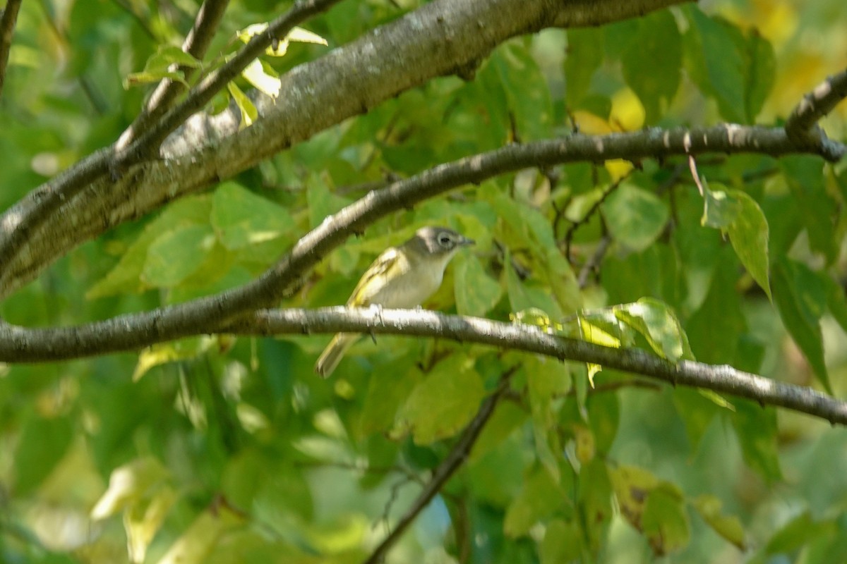 Blue-headed Vireo - ML265716971