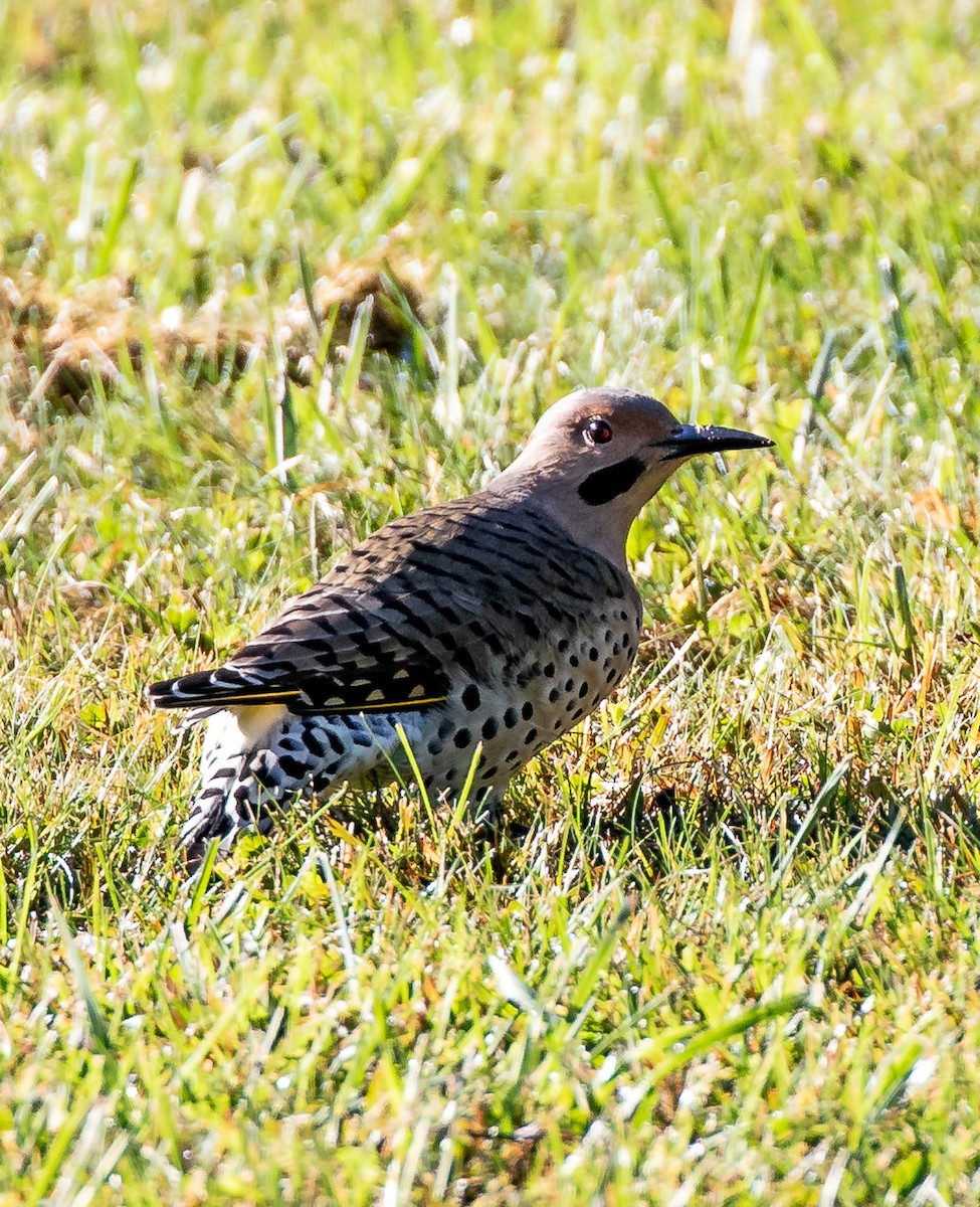 Northern Flicker - ML265718551