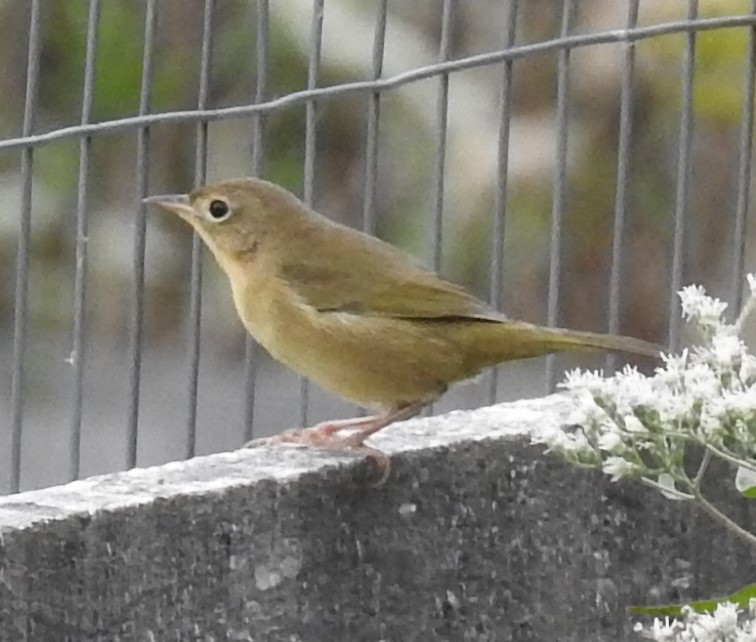 Common Yellowthroat - ML265718911