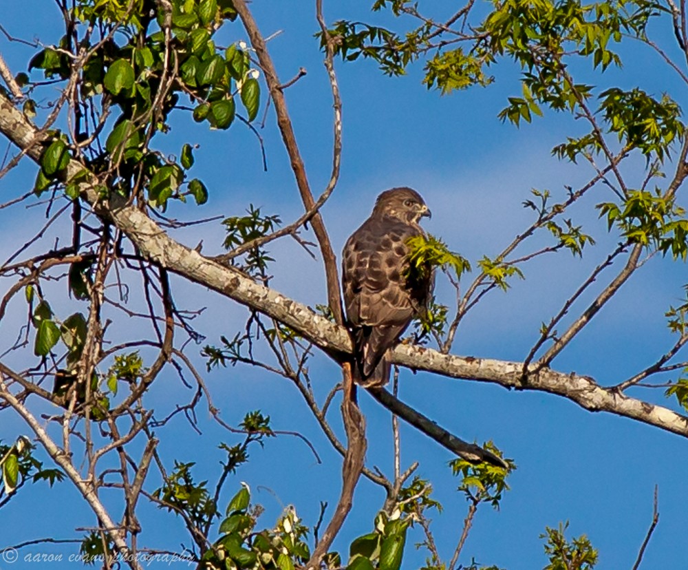 Broad-winged Hawk - ML26571911