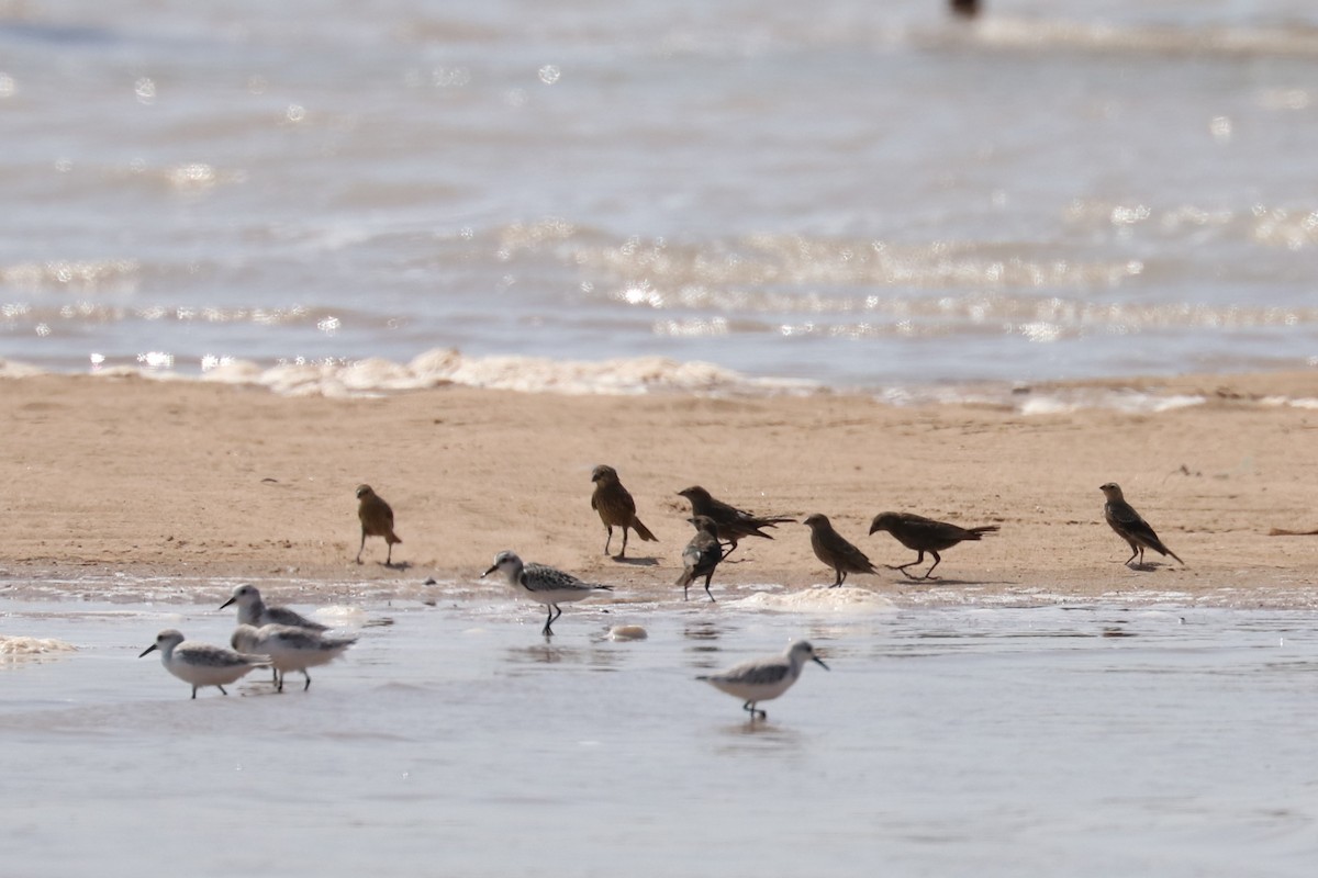 Brown-headed Cowbird - ML265719401