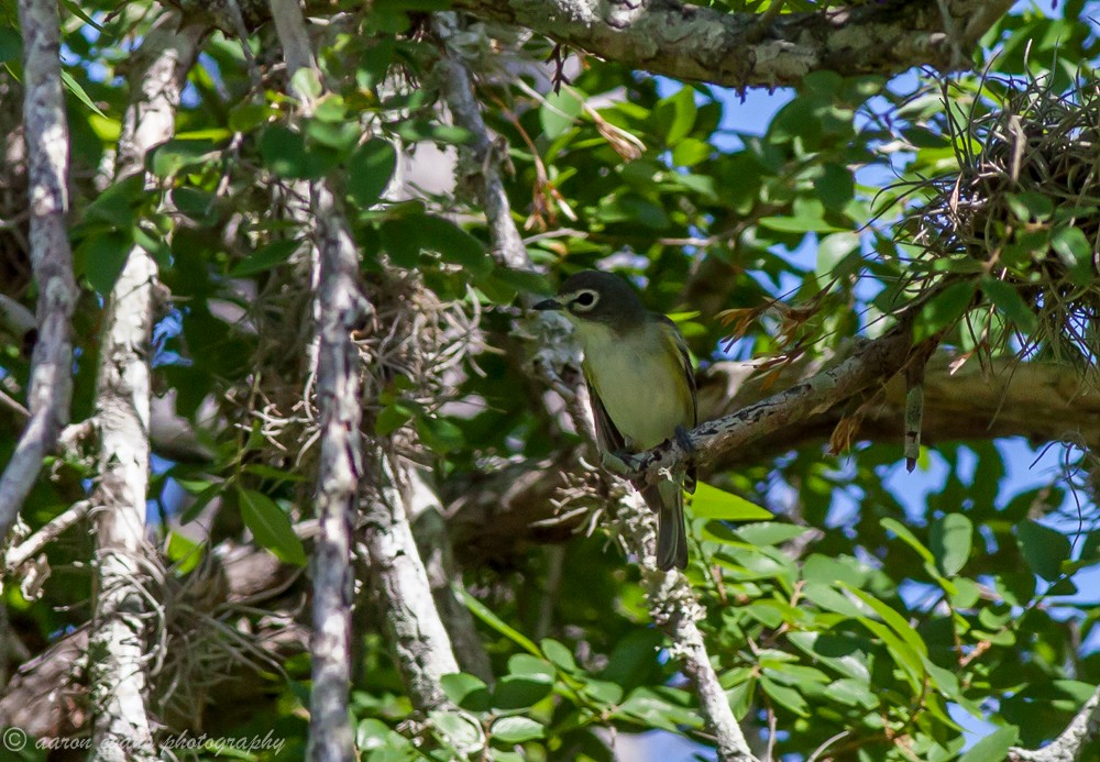 Blue-headed Vireo - aaron evans