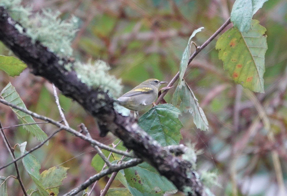 Golden-winged Warbler - ML265719671