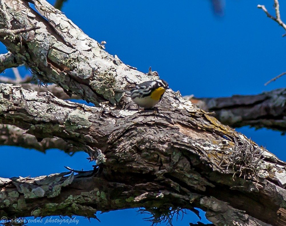 Yellow-throated Warbler - aaron evans