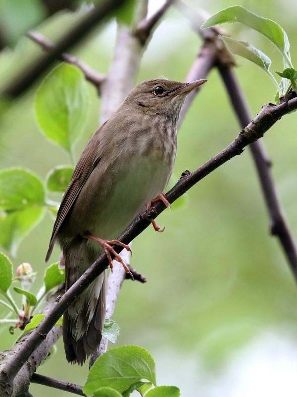 River Warbler - ML265721081