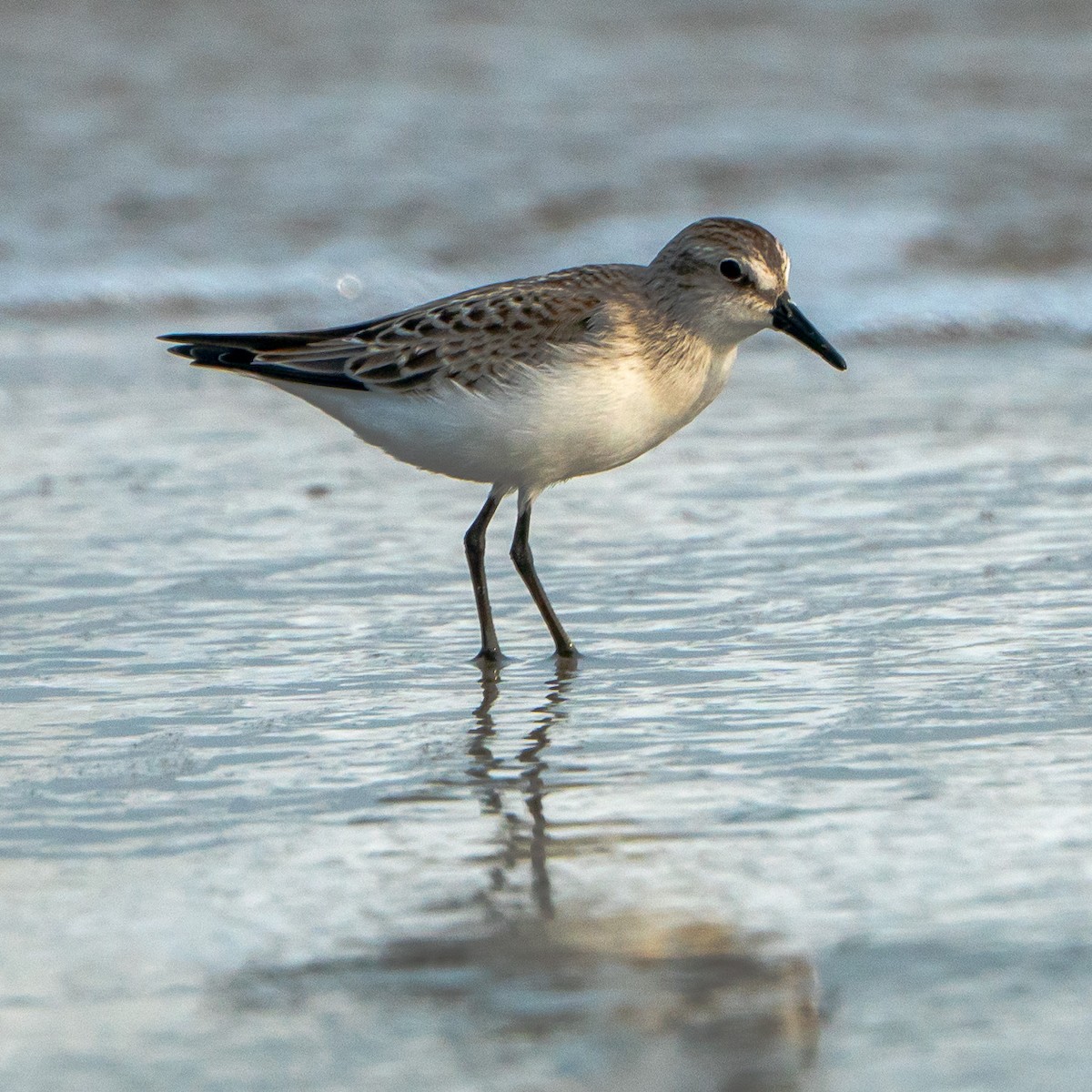 Semipalmated Sandpiper - Mark Levine