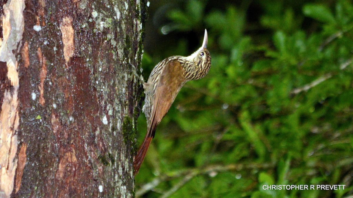 Scalloped Woodcreeper - ML26572391