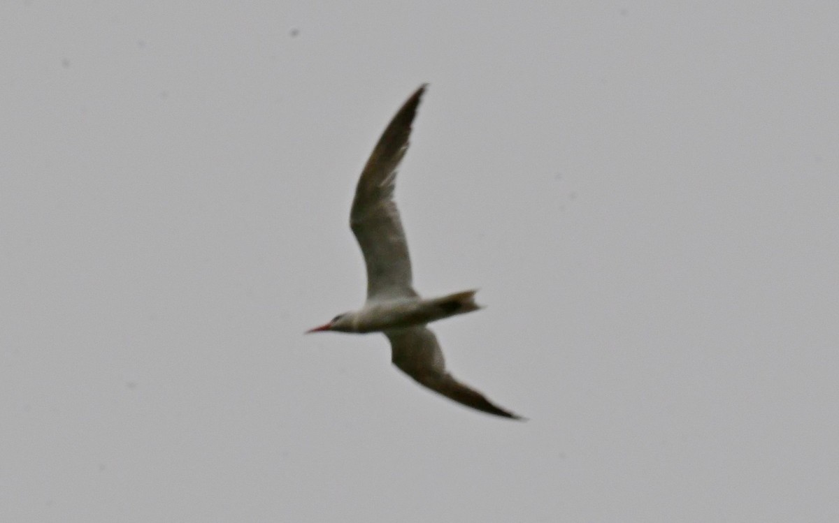 Caspian Tern - ML265724161