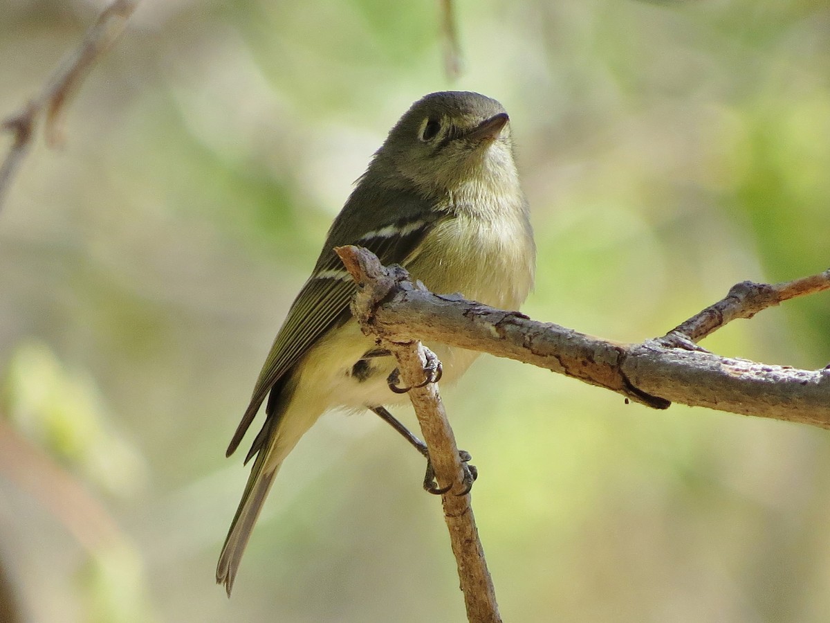 Hutton's Vireo - Steve Hosmer