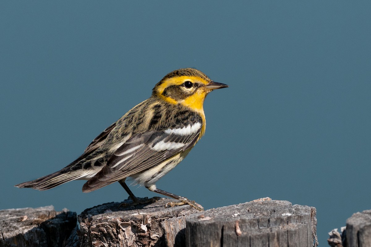 Blackburnian Warbler - ML265727851