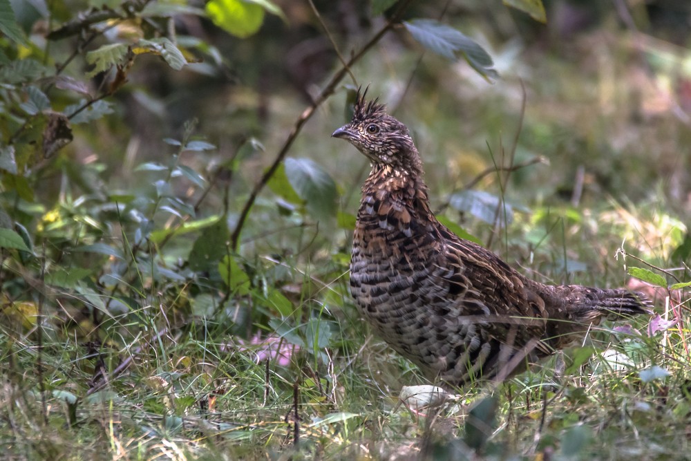 Ruffed Grouse - Jean-Guy Papineau