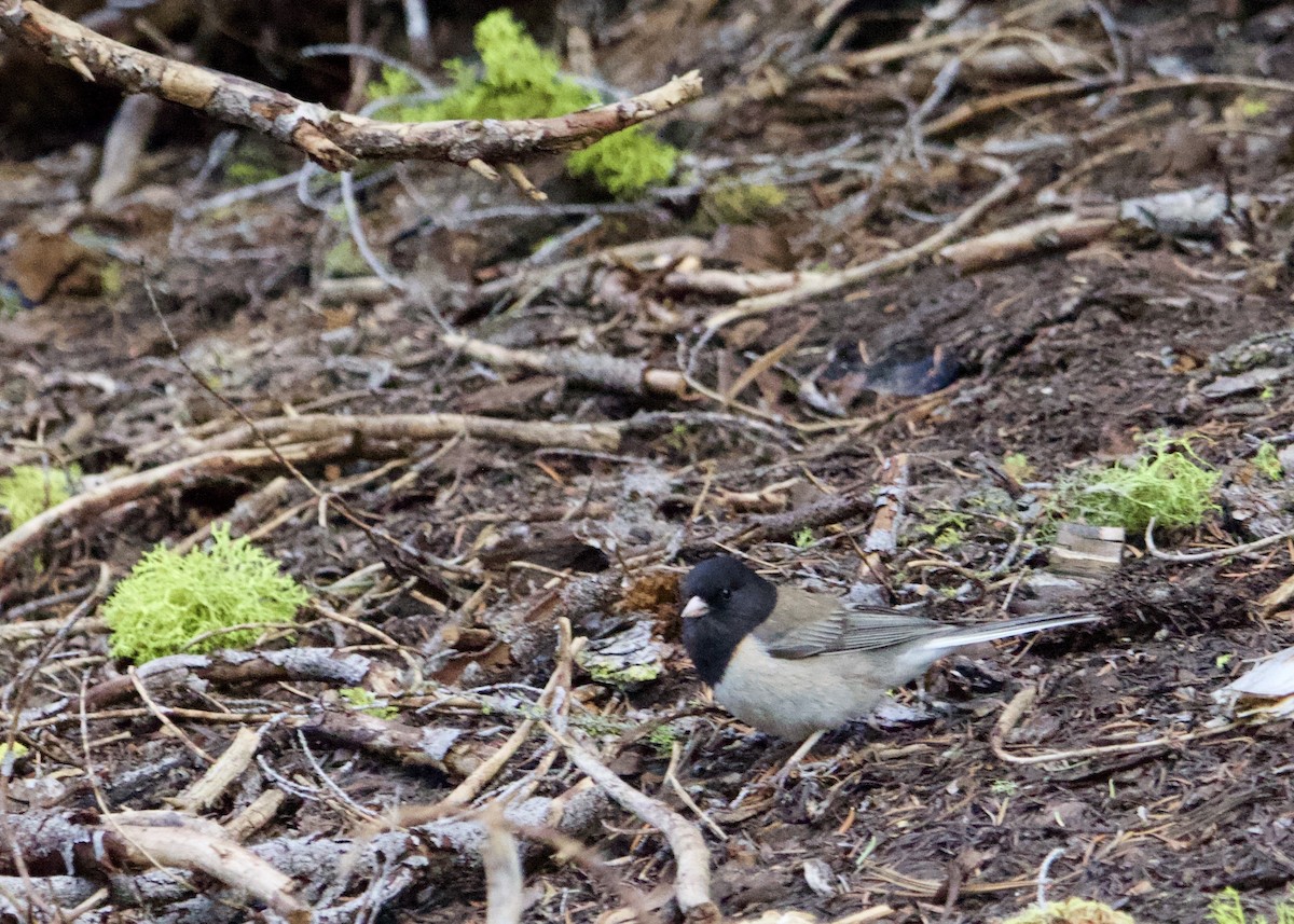 Dark-eyed Junco - ML265728741