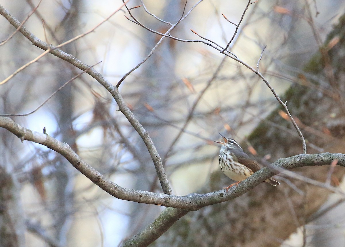 Louisiana Waterthrush - Tim Lenz