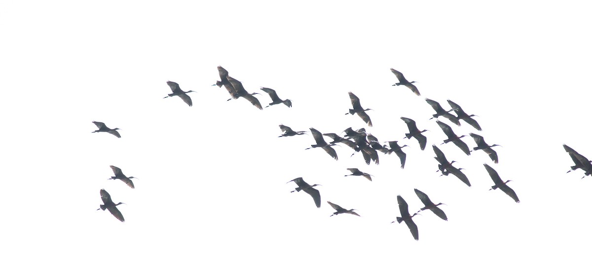 ibis hnědý - ML26573031