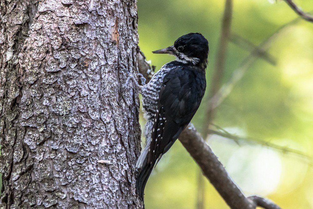 Black-backed Woodpecker - Jean-Guy Papineau