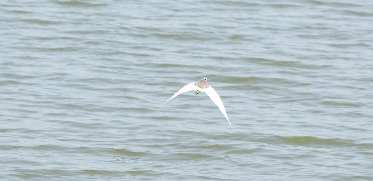 Indian Pond-Heron - ML26573091