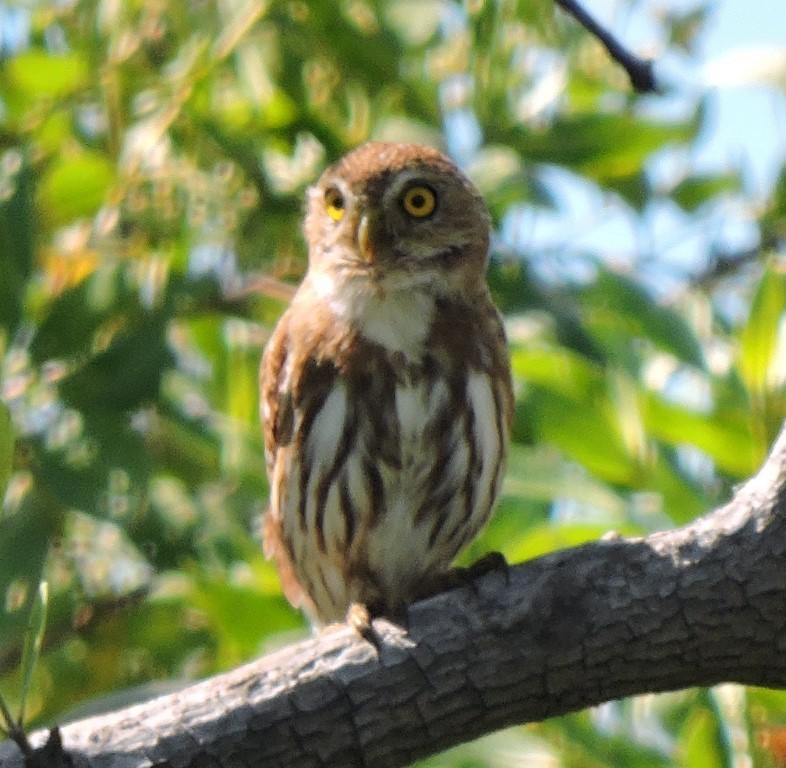 Ferruginous Pygmy-Owl - ML265731221