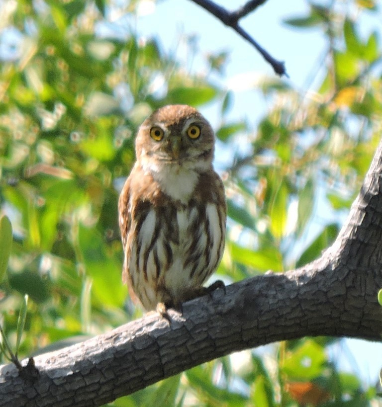 Ferruginous Pygmy-Owl - ML265731231