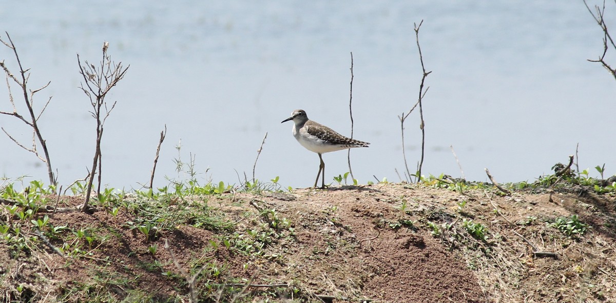 Bruchwasserläufer - ML26573211