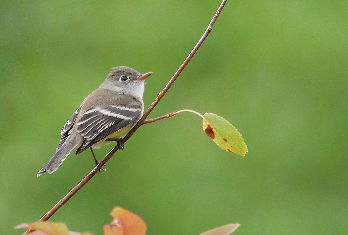 Least Flycatcher - ML265734041