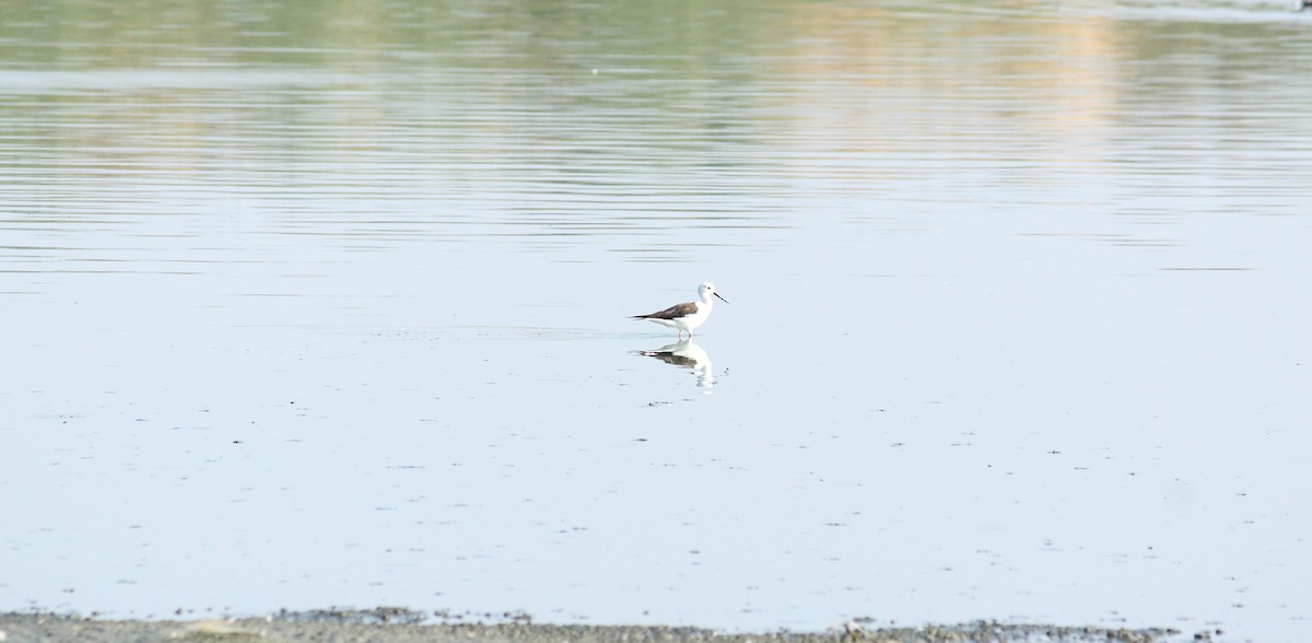 Échasse blanche - ML26573441