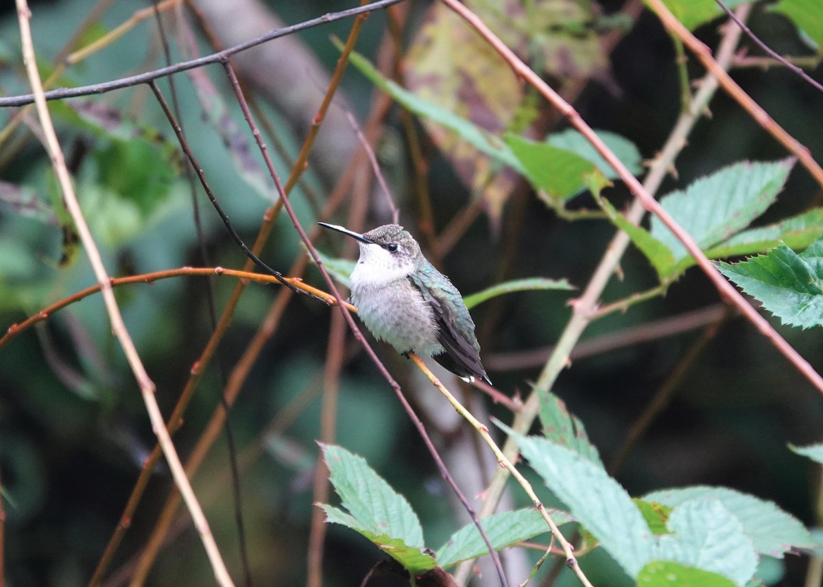 Ruby-throated Hummingbird - ML265734631