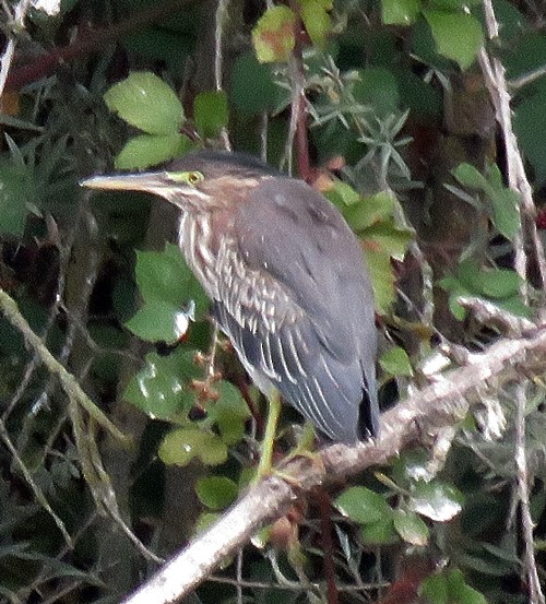 Green Heron - ML265735561