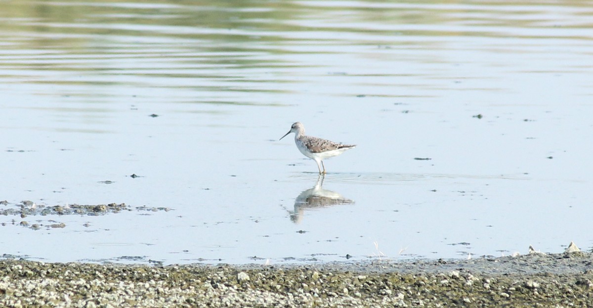 Marsh Sandpiper - ML26573561