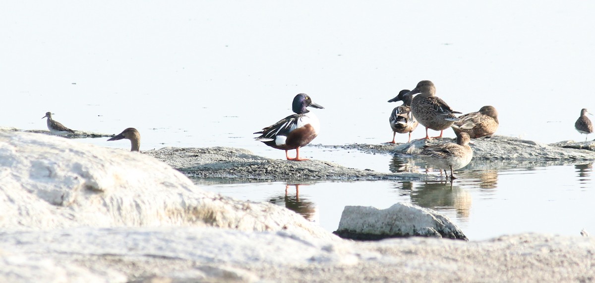 Northern Shoveler - ML26573601