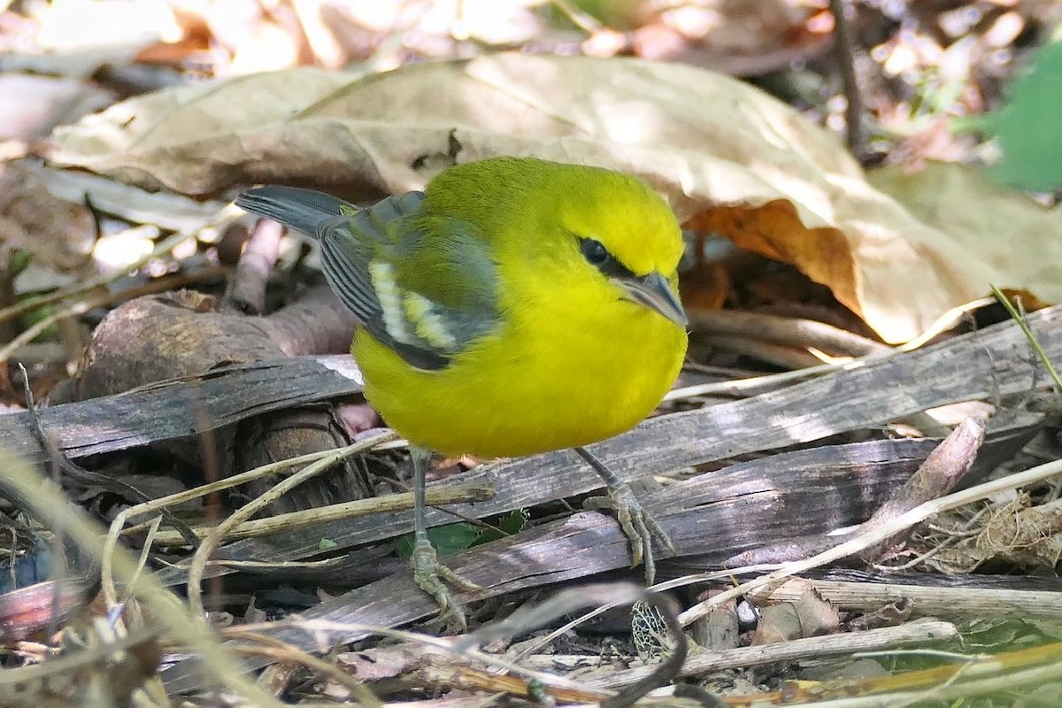 Blue-winged Warbler - ML265737301