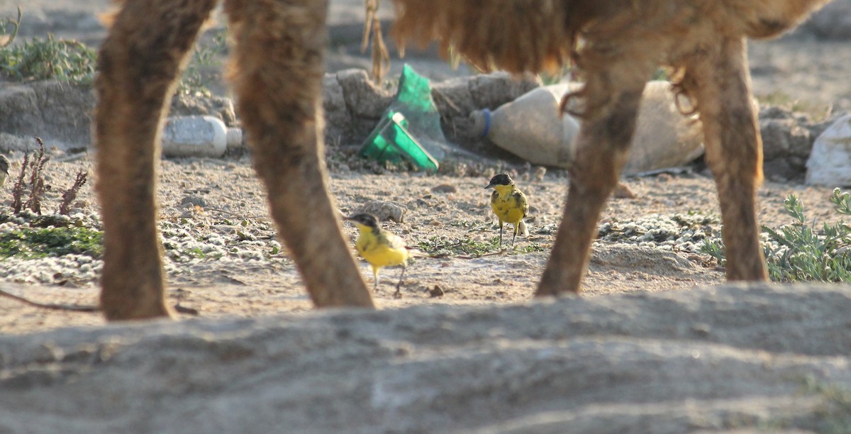 Western Yellow Wagtail (feldegg) - ML26573761