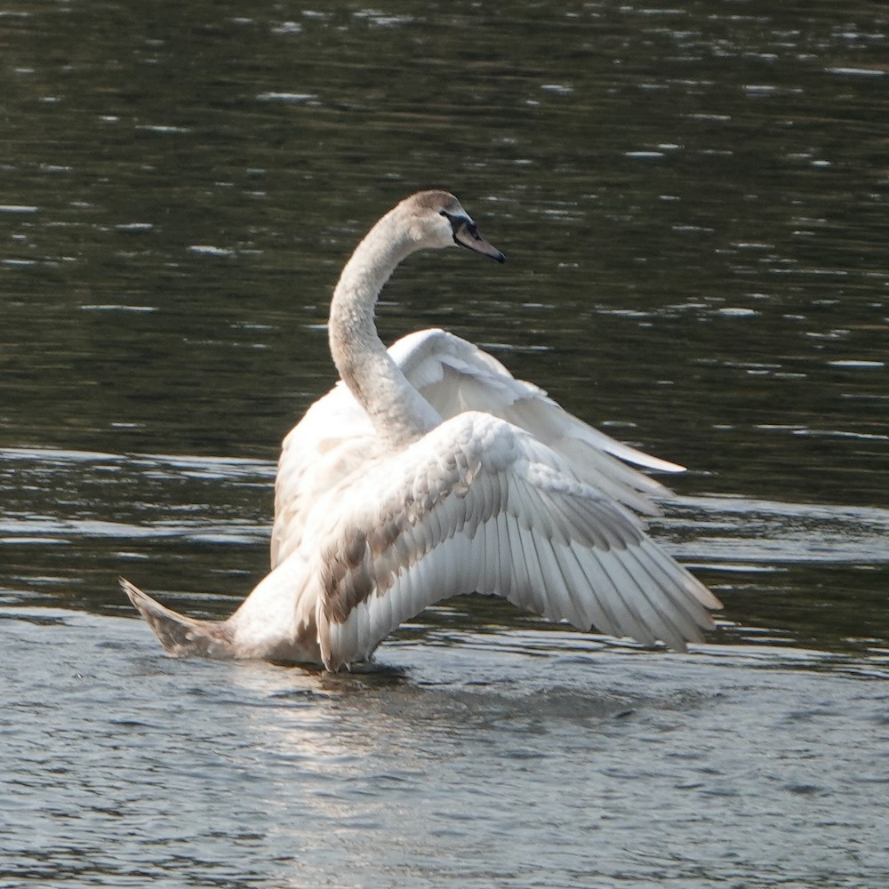 Mute Swan - Larry Jordan