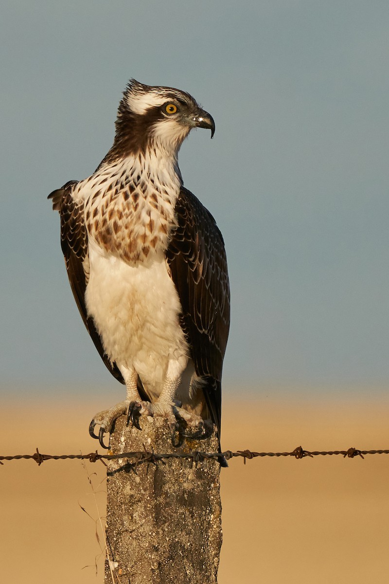 Osprey - ML265741751