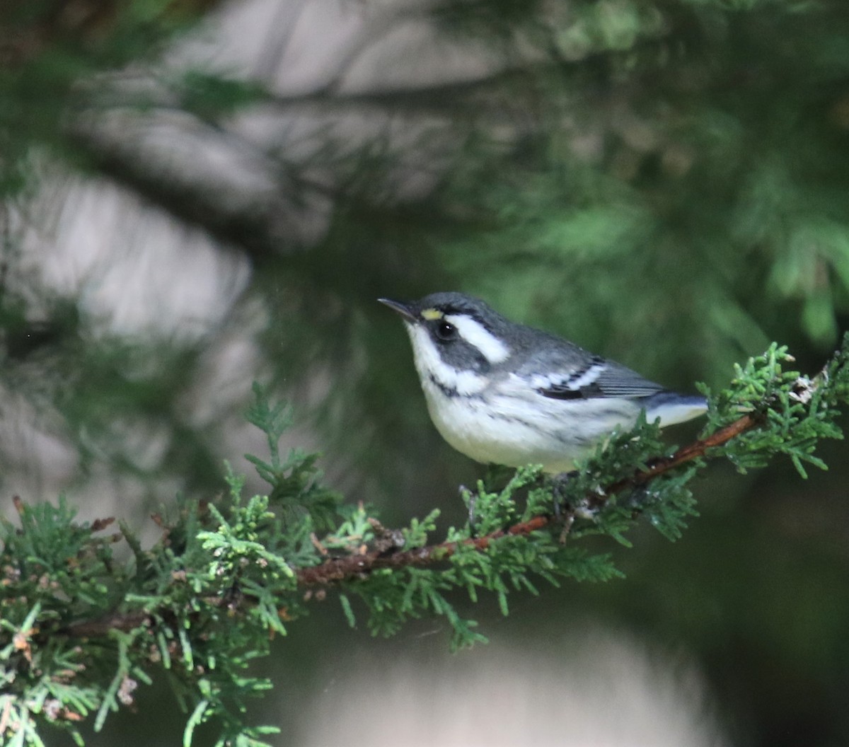 Black-throated Gray Warbler - ML265741951