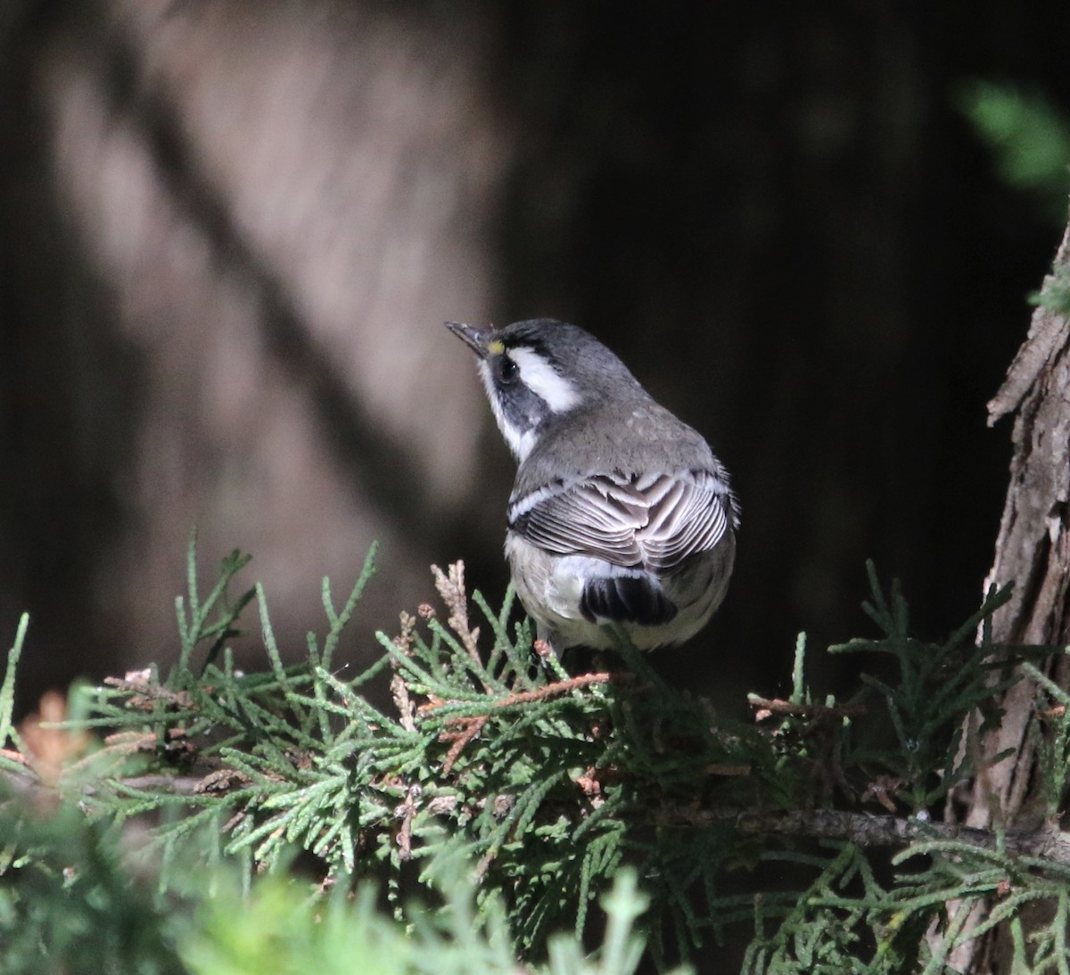 Black-throated Gray Warbler - ML265742001