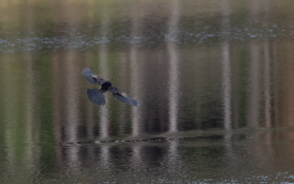 Anhinga - ML265742161