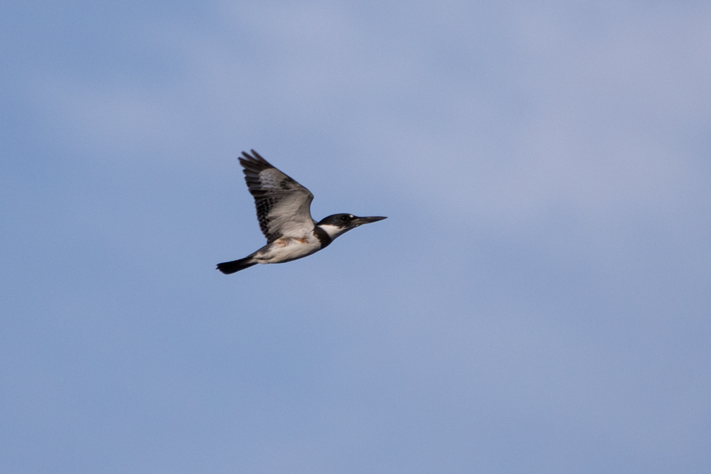 belteisfugl - ML265742481