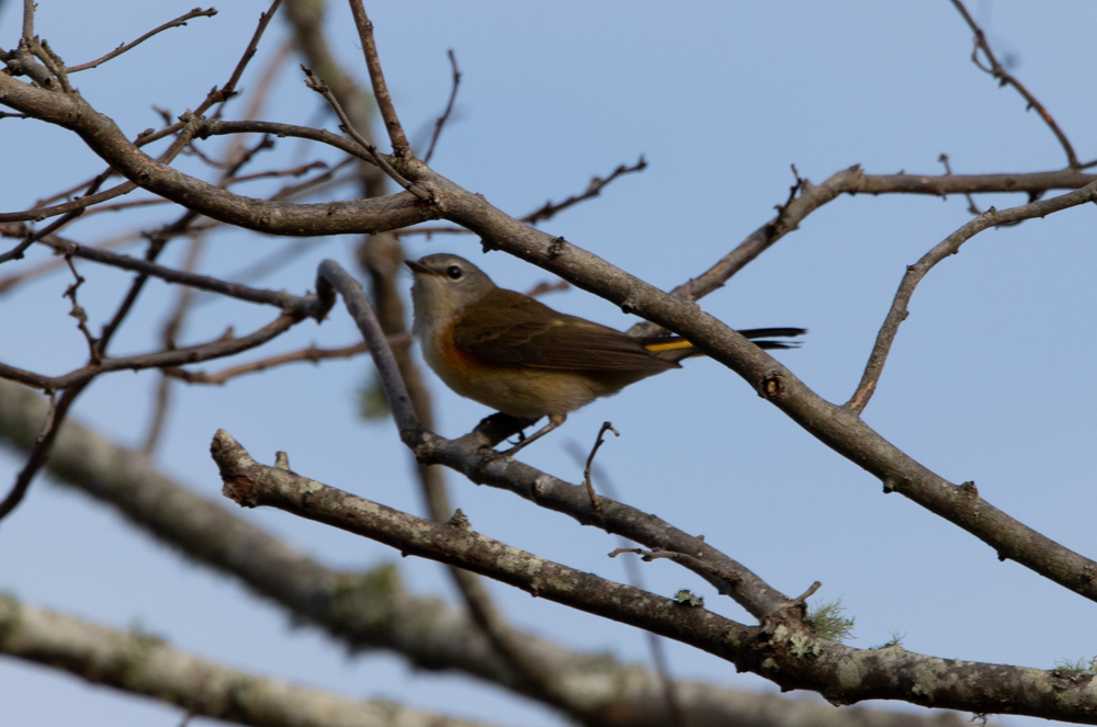 American Redstart - ML265742721