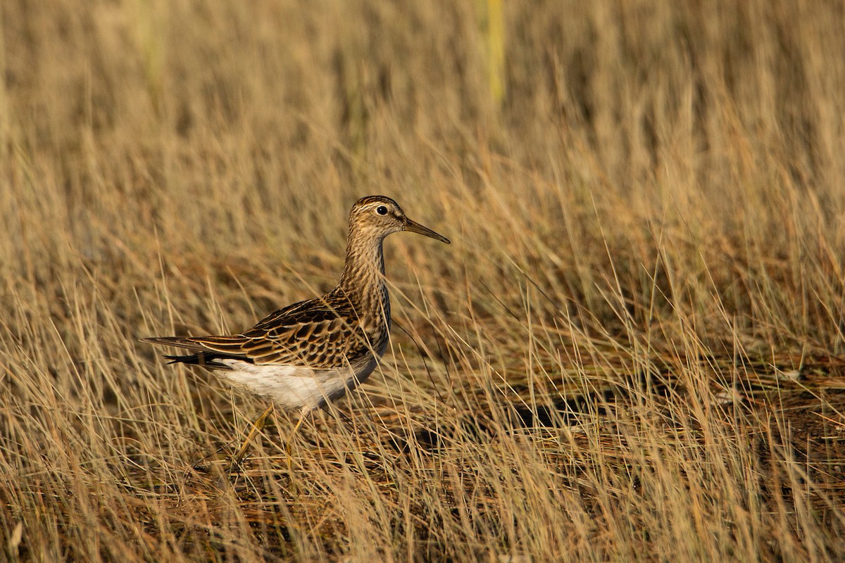 アメリカウズラシギ - ML265743571