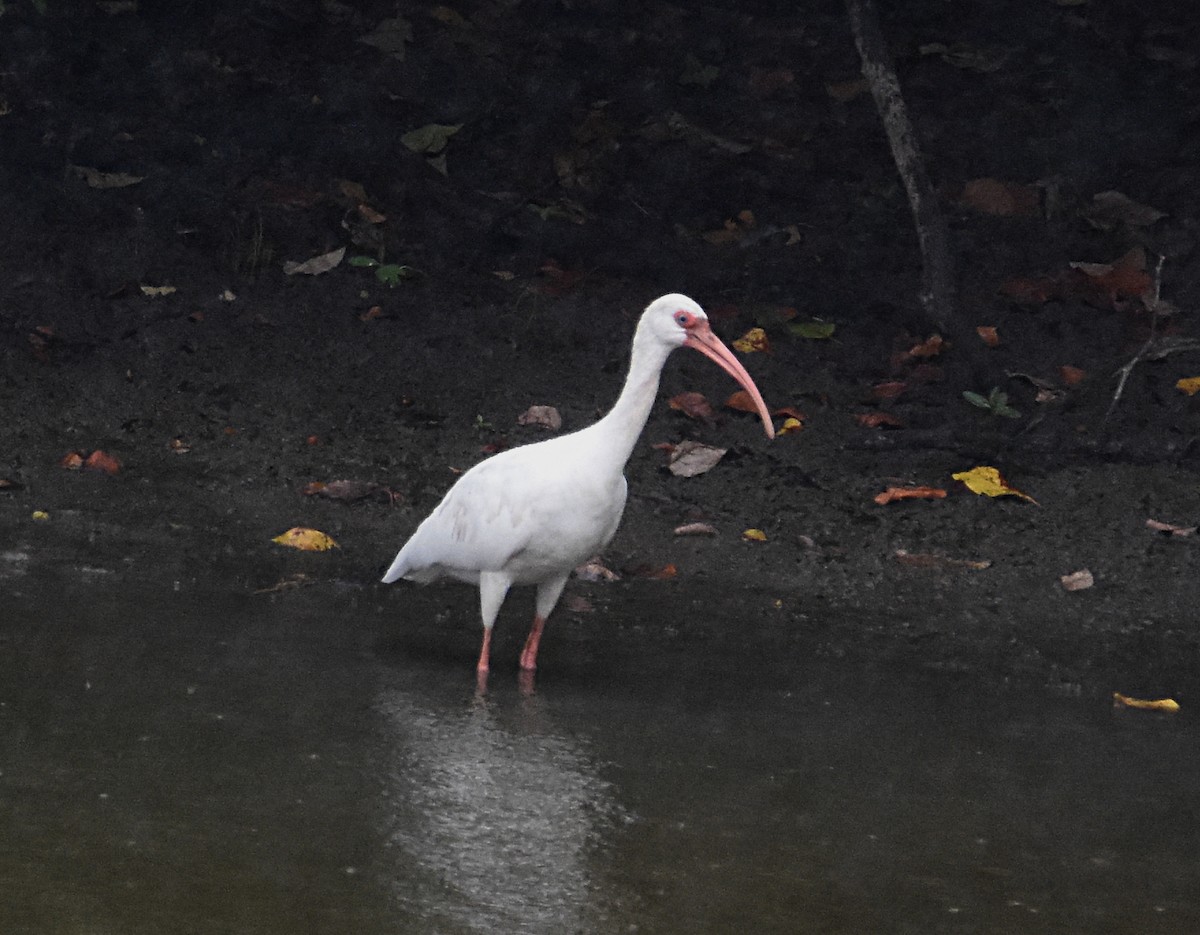 ibis bílý - ML265745381