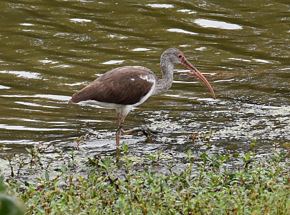 ibis bílý - ML265745401