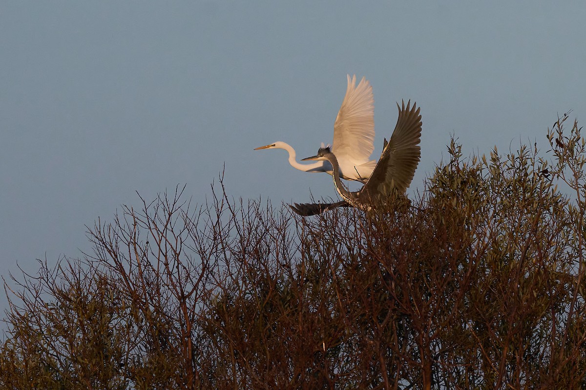 Great Egret - ML265745521