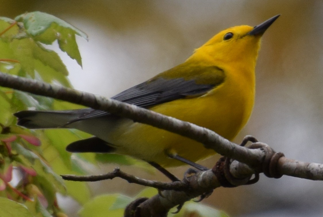 Prothonotary Warbler - ML26574641