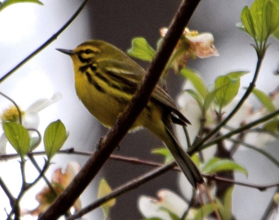 Prairie Warbler - ML26574691