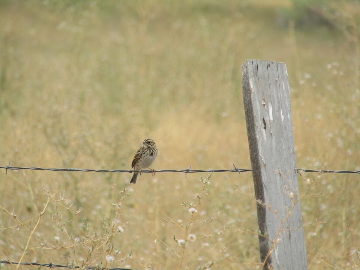 Savannah Sparrow - ML265747051